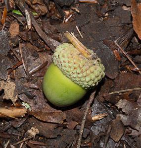 Quercus robur (pedunculate oak, English oak)