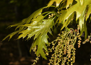 Quercus rubra (northern red oak, champion oak, red oak)