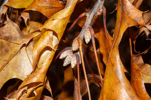 Quercus rubra (northern red oak, champion oak, red oak)