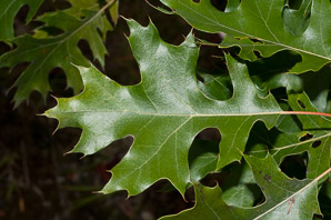Quercus velutina (Eastern black oak, black oak, yellow oak)