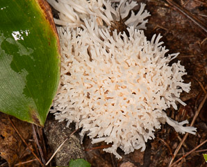Ramariopsis kunzei (white coral)