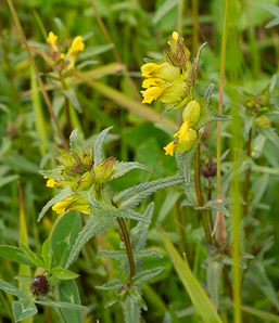 Rhinanthus minor (yellow rattle, little yellow rattle)