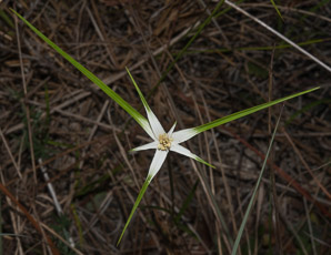 Rhynchospora colorata (starrush whitetop, narrowleaf whitetop sedge, star sedge, white beak-sedge, whitetop sedge)