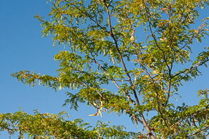 Robinia pseudoacacia (black locust)