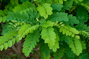 Robinia pseudoacacia (black locust)