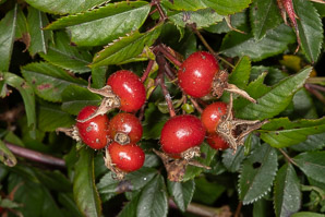 Rosa virginiana (Virginia rose, common wild rose, prairie rose)