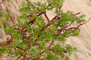 Rosa virginiana (Virginia rose, common wild rose, prairie rose)
