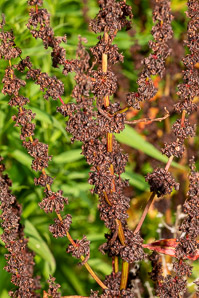 Rumex obtusifolius (bitter dock, broad-leaved dock)