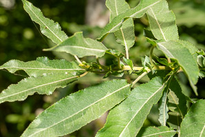 Salix eriocephala (heart-leaved willow, Missouri River willow)