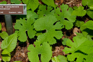 Sanguinaria canadensis (bloodroot)