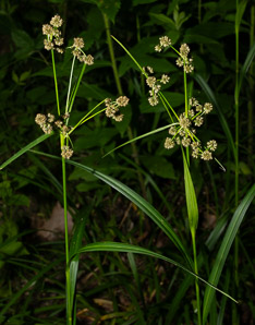 Scirpus atrovirens (green bulrush, dark-green bulrush, dark-green bullrush)