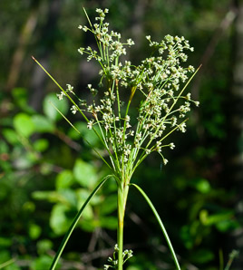 Scirpus cyperinus (brown woolly sedge, cottongrass bulrush, woolgrass, wool grass, common woolsedge)