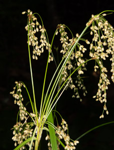 Scirpus cyperinus (brown woolly sedge, cottongrass bulrush, woolgrass, wool grass, common woolsedge)