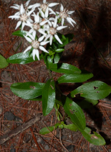 Sericocarpus asteroides (toothed white-topped aster, toothed whitetop aster)