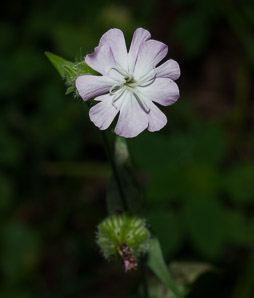Silene latifolia (bladder campion)