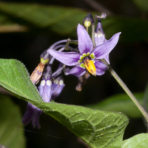 Solanum dulcamara (bittersweet, bittersweet nightshade, blue bindweed, climbing nightshade)