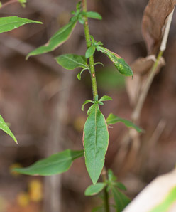 Solidago bicolor (silverrod, white goldenrod)