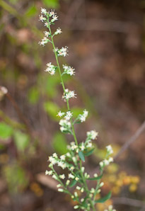 Solidago bicolor (silverrod, white goldenrod)