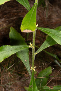 Solidago bicolor (silverrod, white goldenrod)