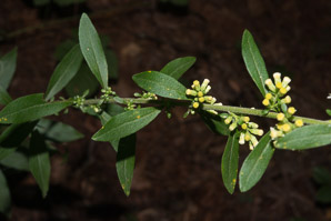 Solidago bicolor (silverrod, white goldenrod)