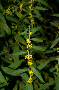 Solidago caesia (wreath goldenrod, blue-stemmed goldenrod, early goldenrod)