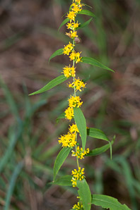Solidago caesia (wreath goldenrod, blue-stemmed goldenrod, early goldenrod)