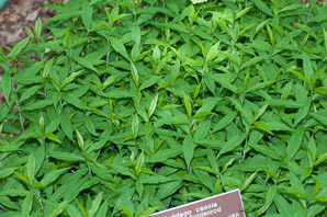 Solidago caesia (wreath goldenrod, blue-stemmed goldenrod, early goldenrod)