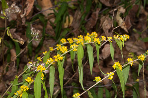 Solidago caesia (wreath goldenrod, blue-stemmed goldenrod, early goldenrod)