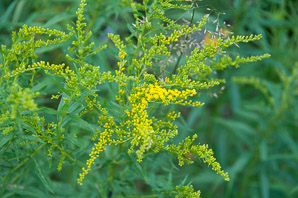 Solidago juncea (early goldenrod)