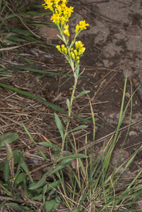 Solidago nemoralis (gray goldenrod, field goldenrod)