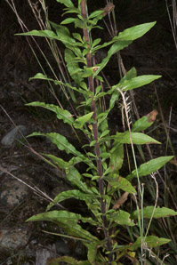 Solidago puberula (downy goldenrod)