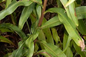 Solidago sempervirens (seaside goldenrod, salt-marsh goldenrod)