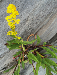 Solidago sempervirens (seaside goldenrod, salt-marsh goldenrod)