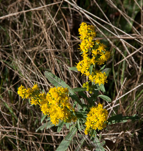 Solidago sempervirens (seaside goldenrod, salt-marsh goldenrod)