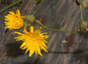 Sonchus arvensis (perennial sowthistle, field milk thistle, field sowthistle, corn sow thistle, dindle, gutweed, swine thistle, tree sow thistle)