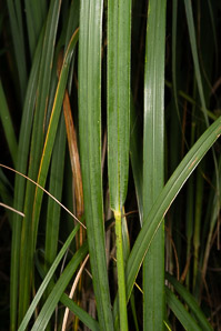 Spartina pectinata (prairie cordgrass)