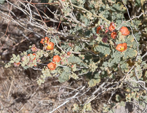 Sphaeralcea ambigua (desert mallow, apricot mallow, desert globemallow)