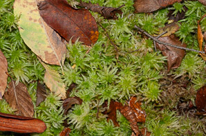 Sphagnum L. (sphagnum moss, sphagnum)