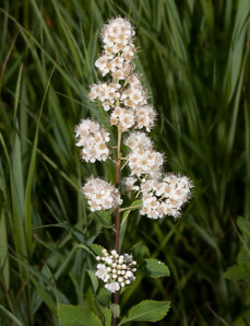 Spiraea alba (meadowsweet, white meadowsweet)