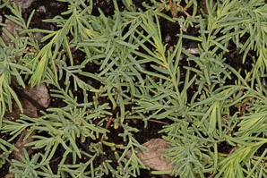 Suaeda maritima (common seablite, herbaceous seepweed)
