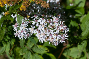 Symphyotrichum cordifolium (heart-leaved aster, broad-leaved aster, common blue wood aster)