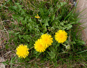 Taraxacum officinale (common dandelion, dandelion)