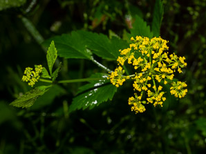 Thaspium barbinode (hairy-joint meadow-parsnip, meadow parsnip)