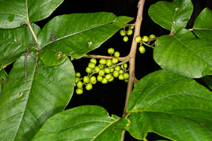 Toxicodendron radicans (poison ivy, Eastern poison ivy)