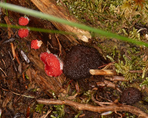 Tubifera ferruginosa (raspberry slime mold, red raspberry slime mold)