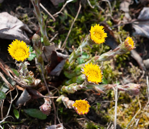 Tussilago farfara (coltsfoot, ass’s foot, bull’s foot, butterbur, coughwort, farfara, foal’s foot, foalswort, horse foot, winter heliotrope)
