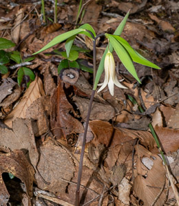 Uvularia sessilifolia (sessile bellwort, wild oats, sessile-leaved bellwort, sessileleaf bellwort)