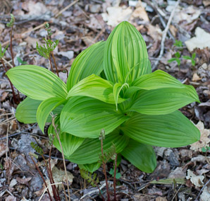 Veratrum viride (false hellebore, green false hellebore, Indian poke, American hellebore)