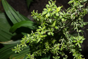 Veratrum viride (false hellebore, green false hellebore, Indian poke, American hellebore)