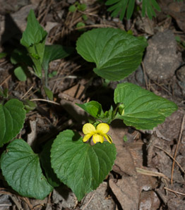 Viola pubescens (common yellow violet, downy yellow violet)
